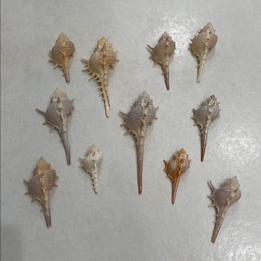 11 Murex Conch Shells Crafting Collection